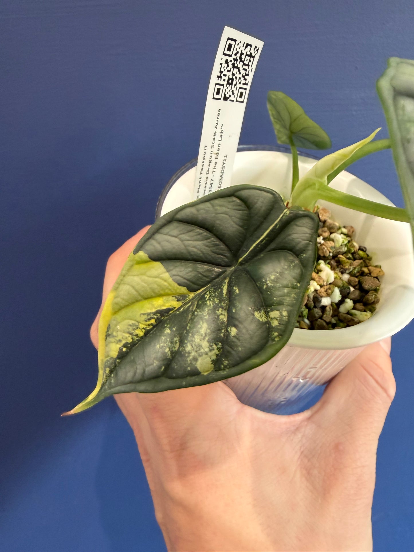Alocasia Dragon Scale Aurea Variegated