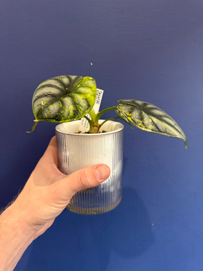 Alocasia Dragon Scale Aurea Variegated