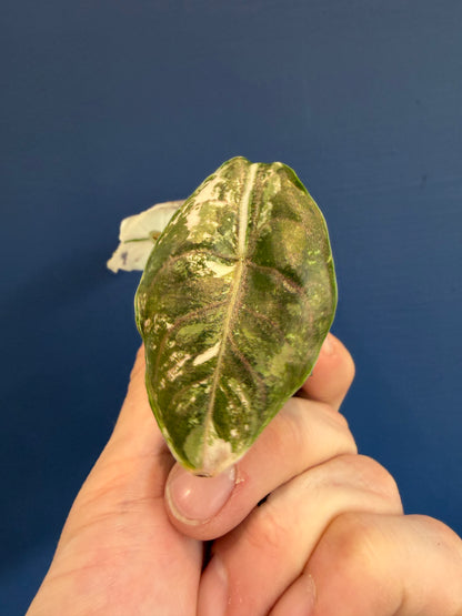 Alocasia Azlanii Albo Variegated