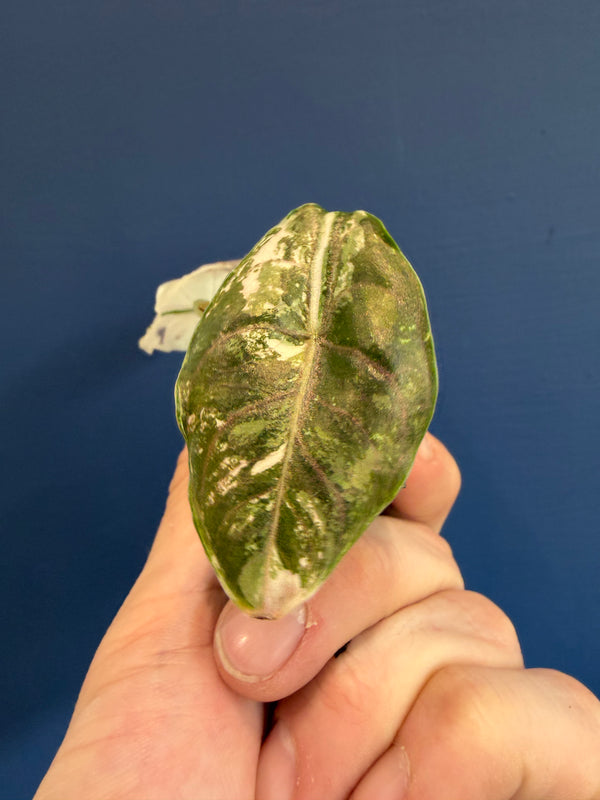 Alocasia Azlanii Albo Variegated