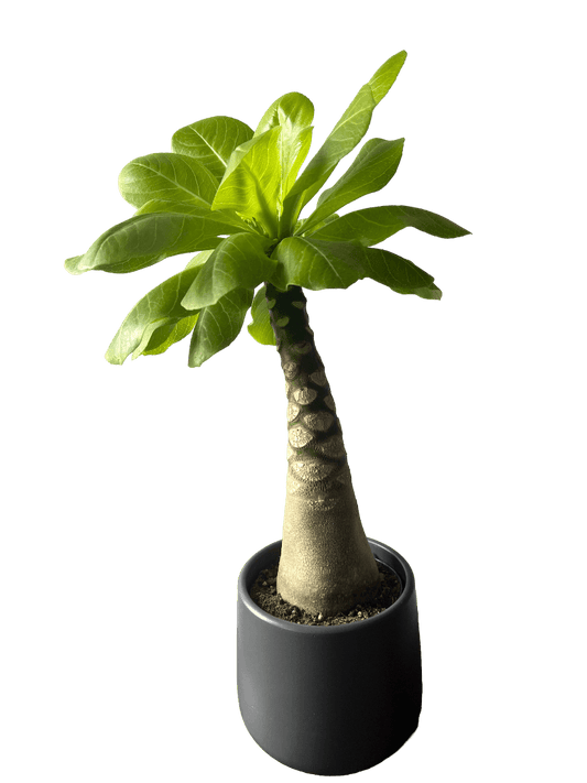 Hawaiian Vulcan Palm - Brighamia Insignis - Oh Shoot! Plants