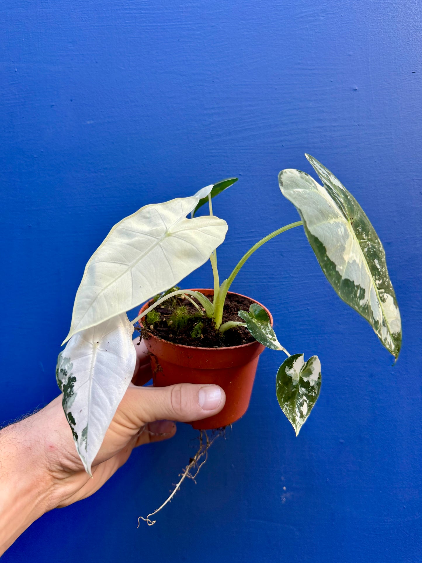 Alocasia Micholitziana Frydek Variegata - Frydek Albo Variegated