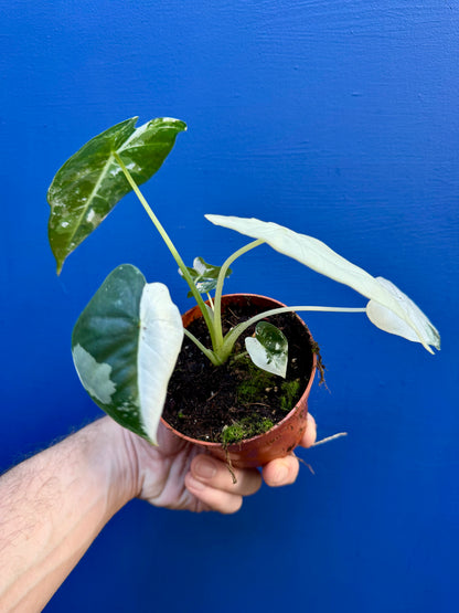 Alocasia Micholitziana Frydek Variegata - Frydek Albo Variegated