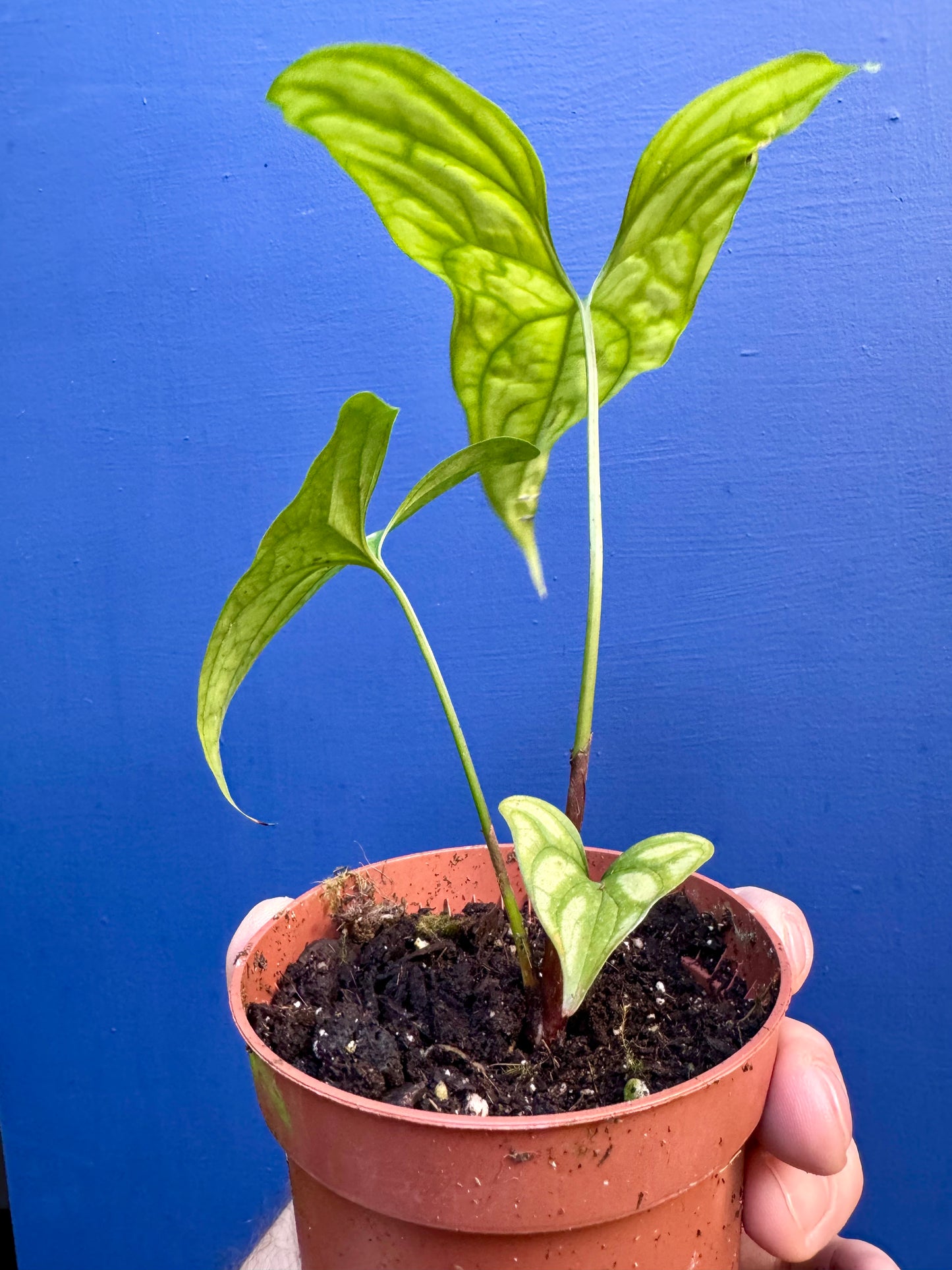 Cercestis Mirabilis - African Lace/Embossed Plant