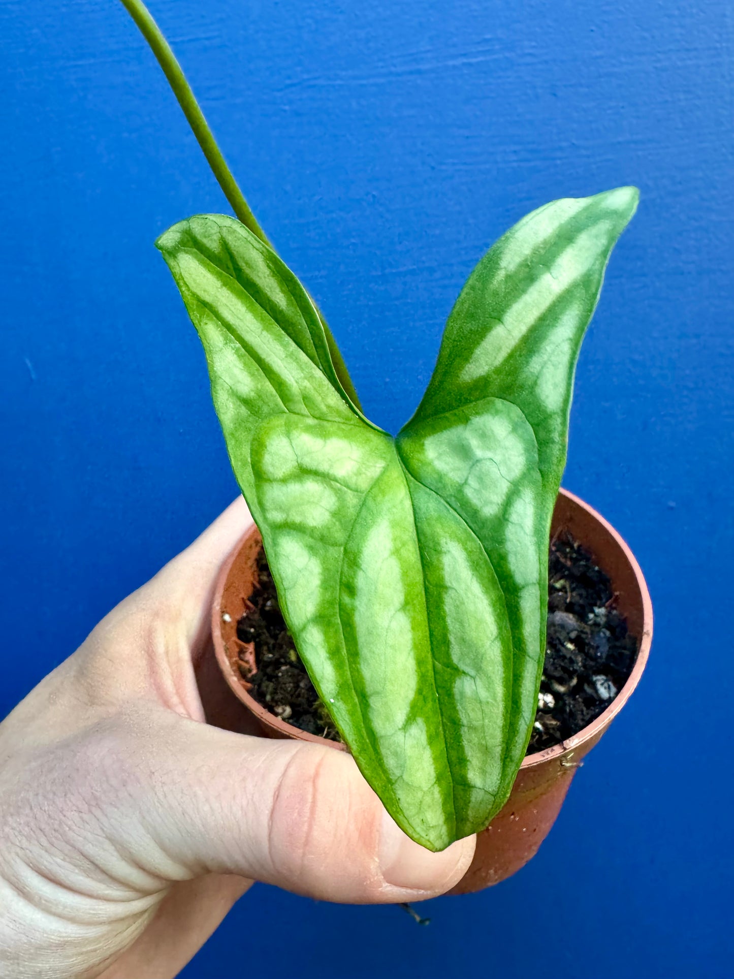 Cercestis Mirabilis - African Lace/Embossed Plant