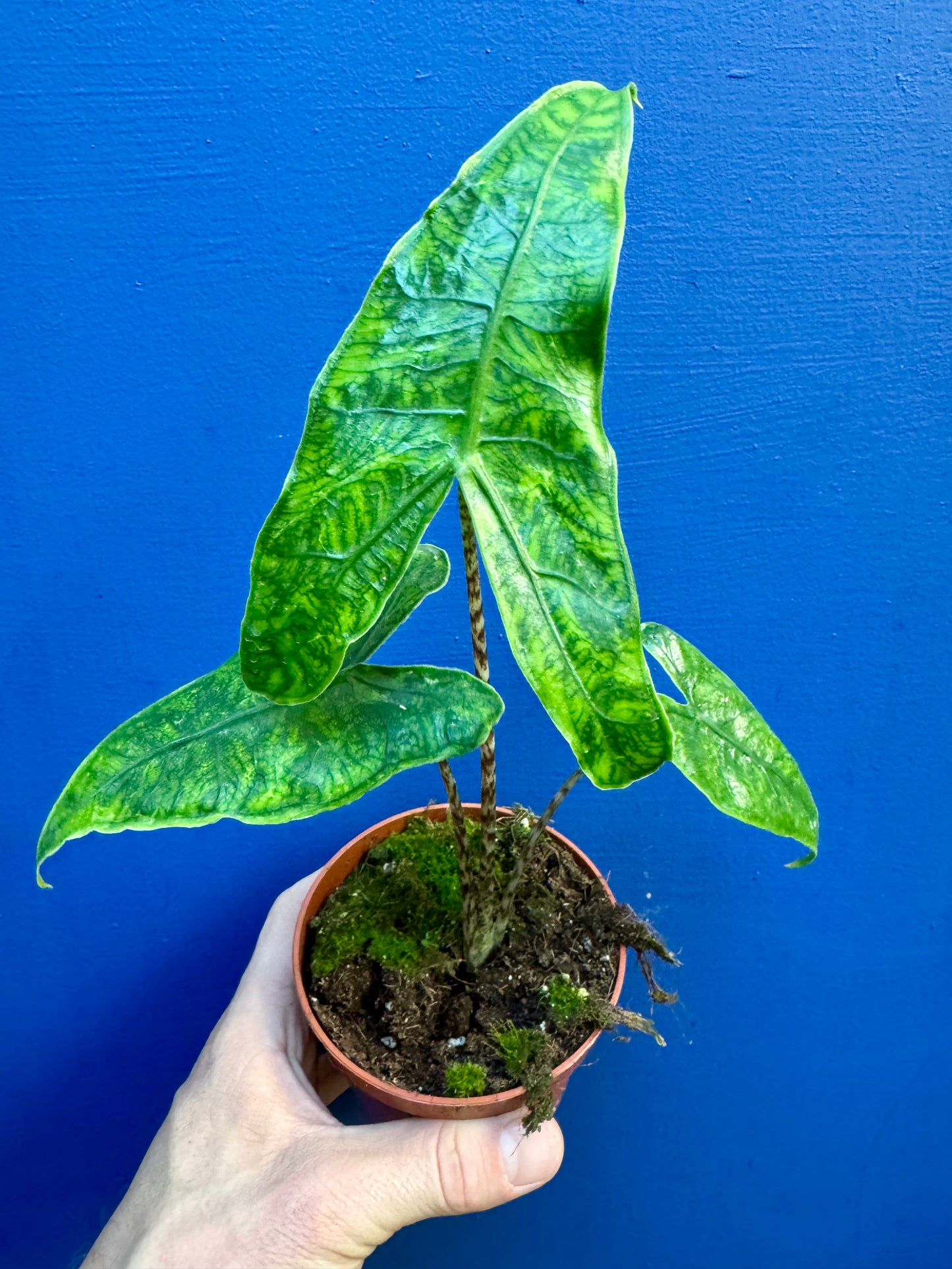 Alocasia Zebrina Reticulata