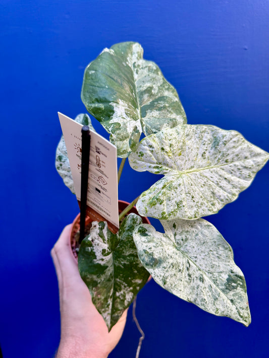 Alocasia Macrorrhizos Splash Variegated