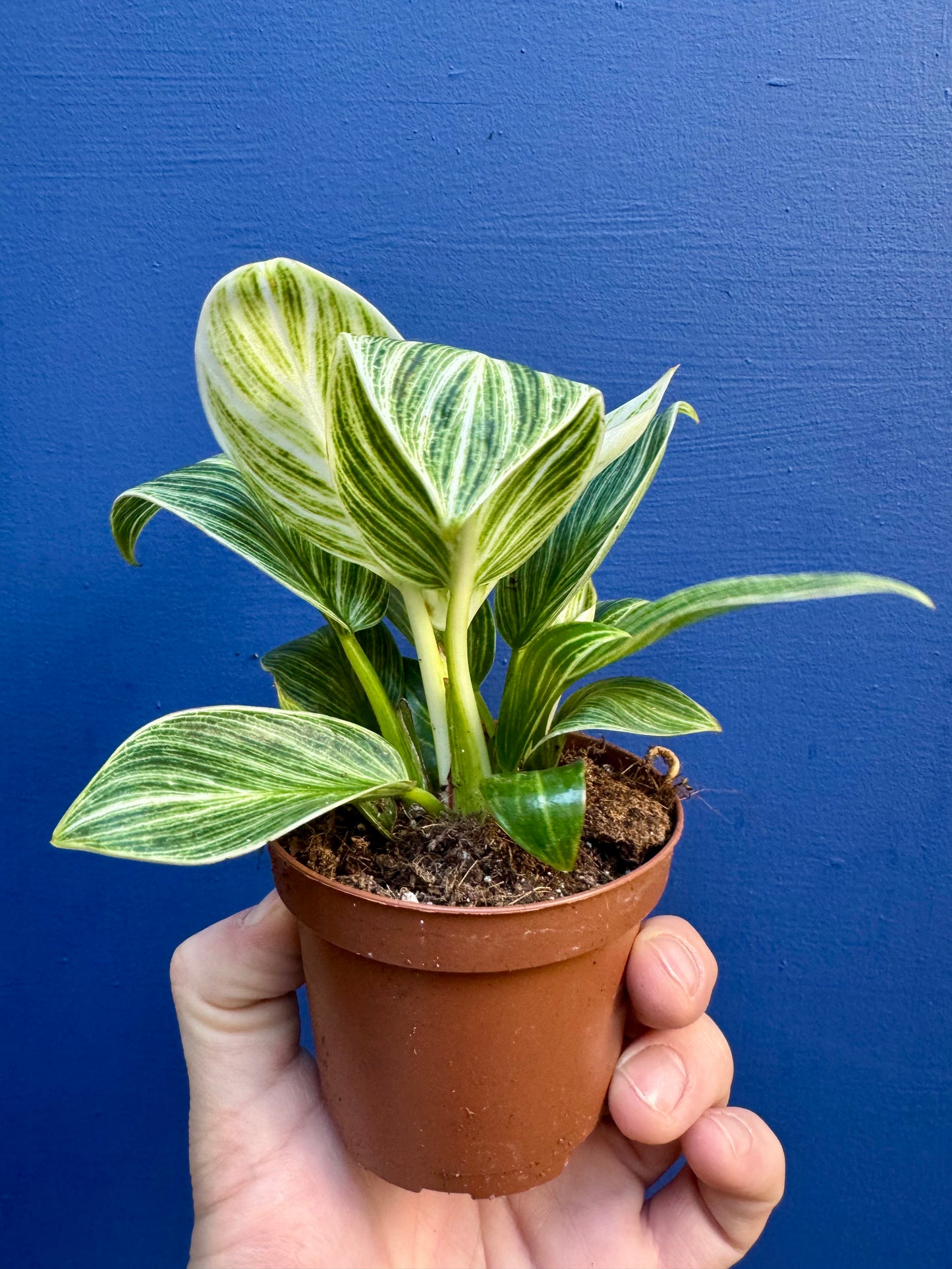 Philodendron Birkin Galaxy
