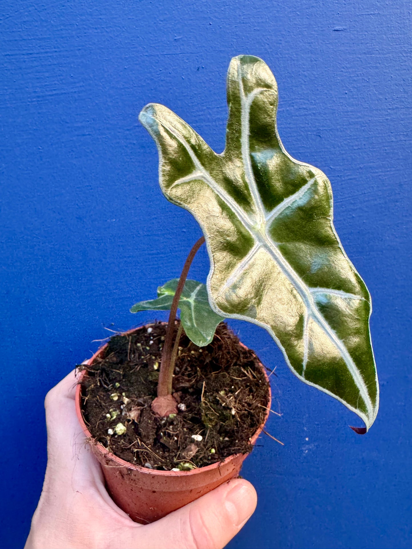 Alocasia Sanderiana - Nobilis