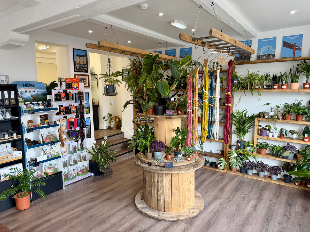 Oh Shoot Plants shop interior