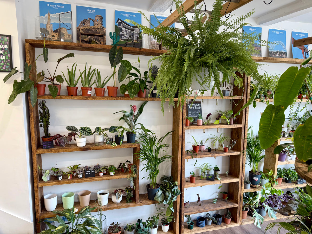Plant shop in Congleton