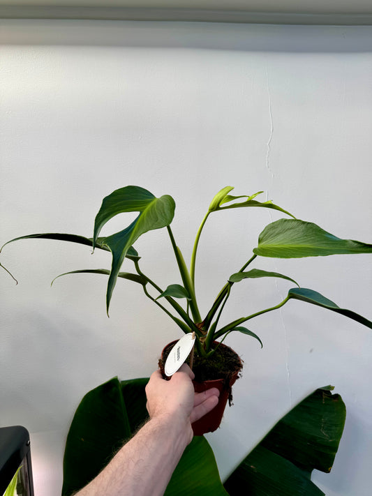 Monstera Burle Marx Flame