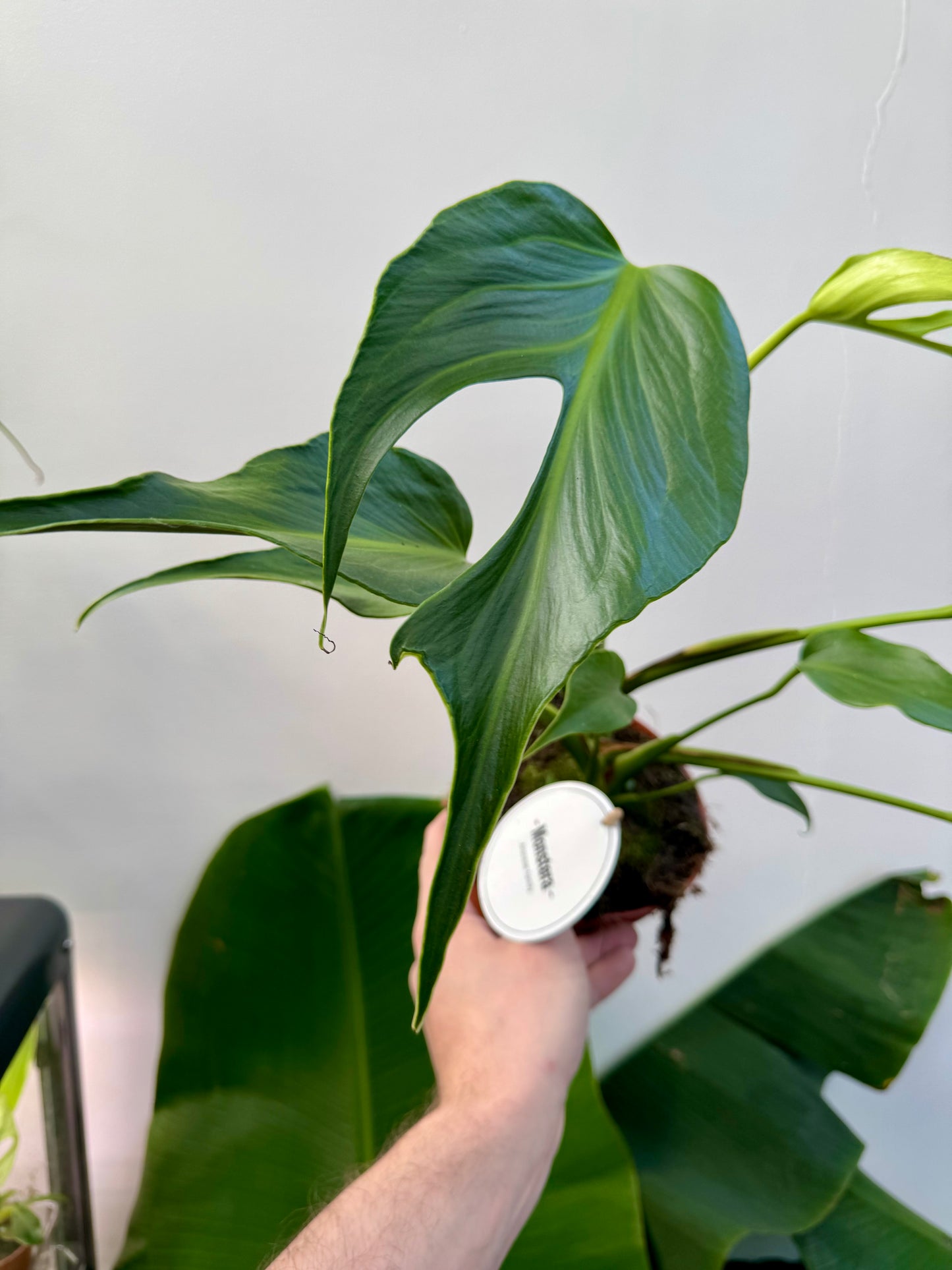 Monstera Burle Marx Flame