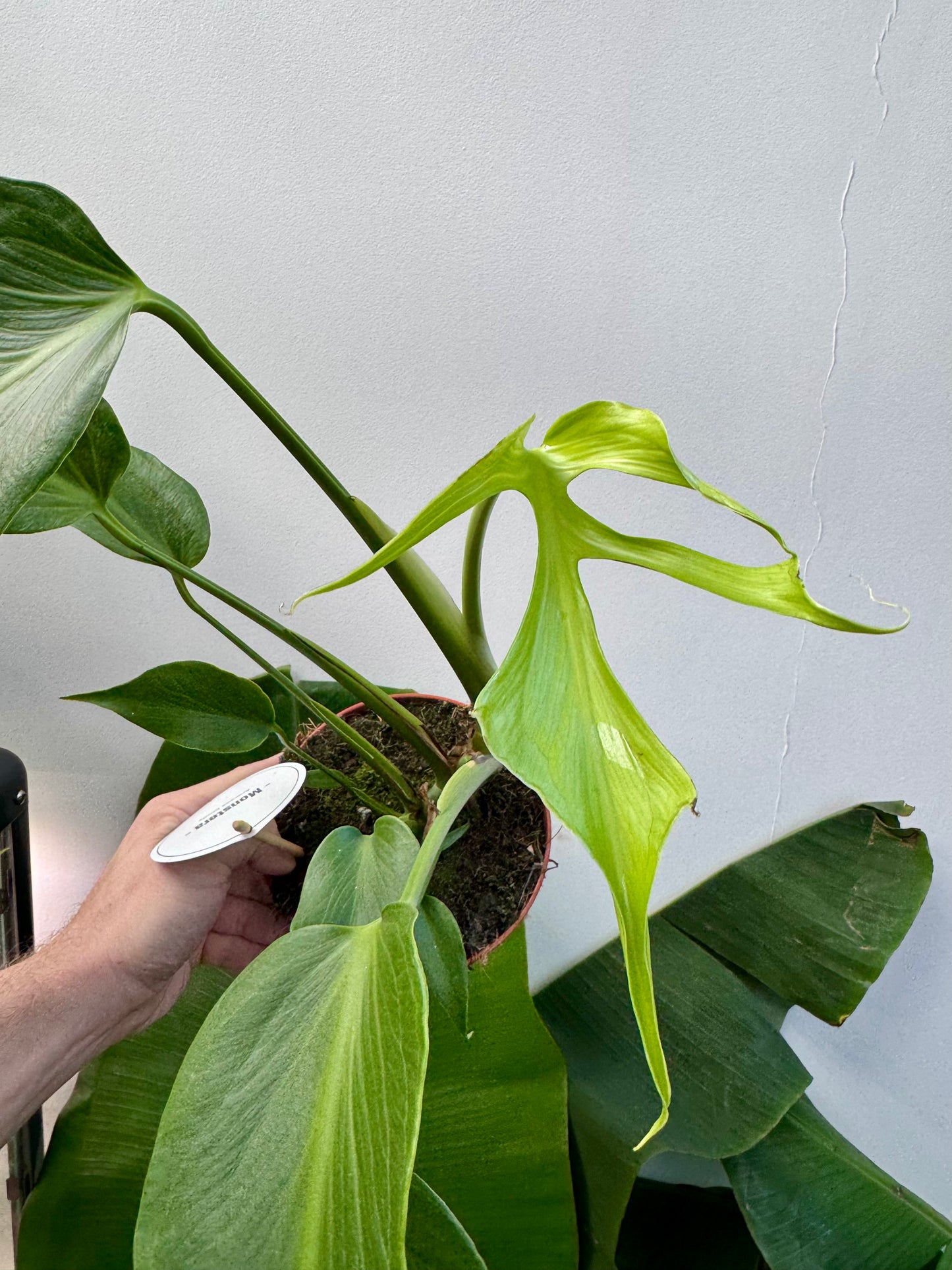 Monstera Burle Marx Flame
