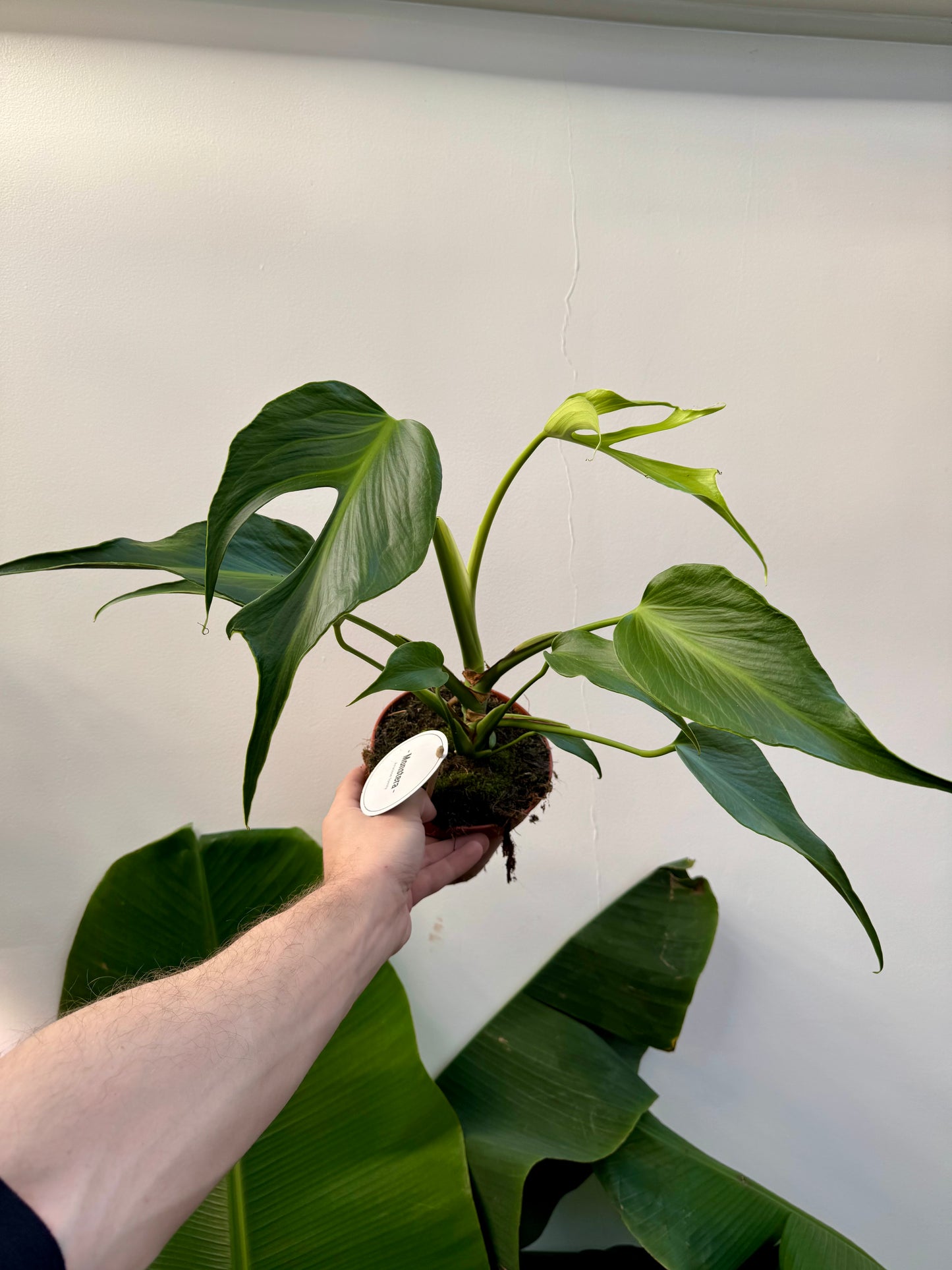 Monstera Burle Marx Flame