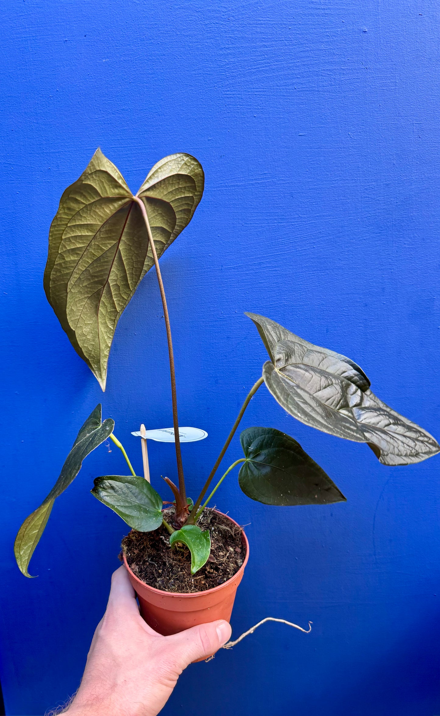 Anthurium 'Queen of Hearts'