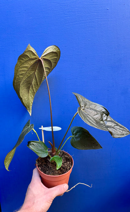 Anthurium 'Queen of Hearts'