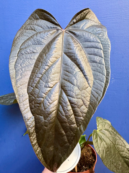 Anthurium 'Queen of Hearts'