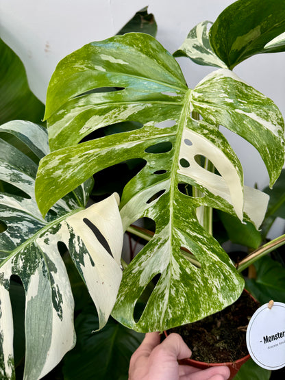 Monstera Deliciosa 'Variegata' Albo - Variegated Swiss Cheese Plant