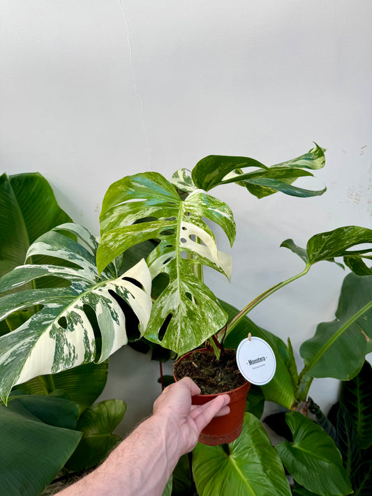 Monstera Deliciosa 'Variegata' Albo - Variegated Swiss Cheese Plant