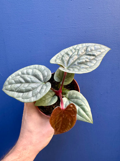 Anthurium Luxurians