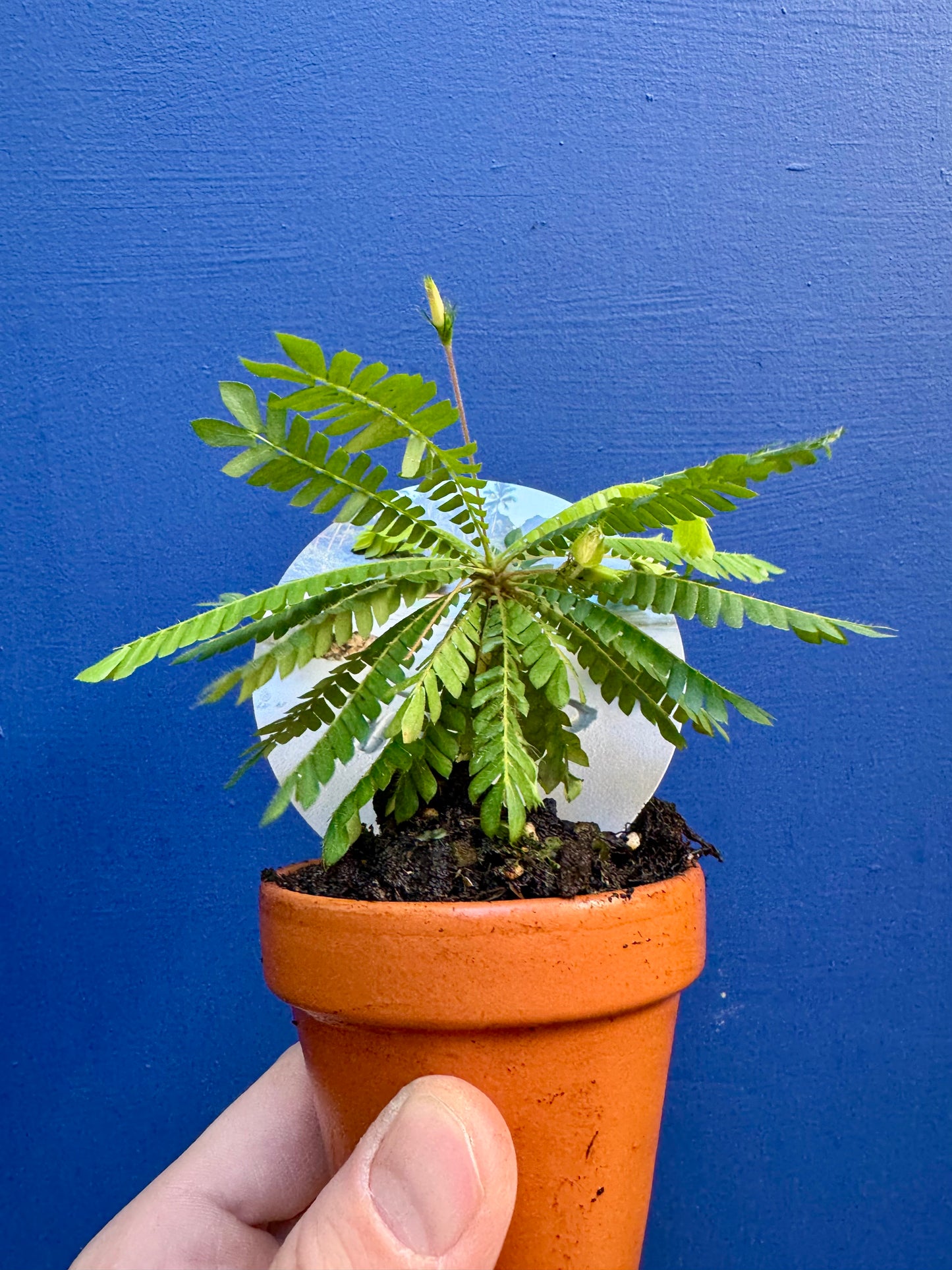 Biophytum Sensitivum - Little Tree Plant