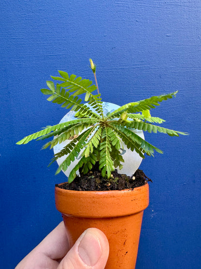 Biophytum Sensitivum - Little Tree Plant