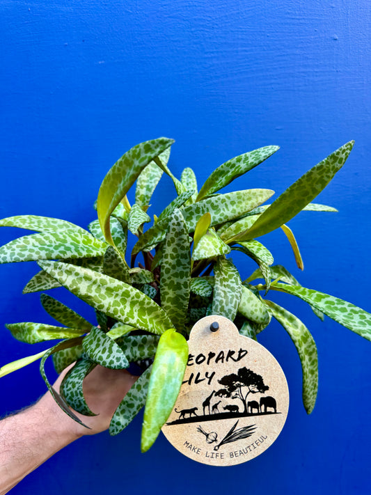 Ledebouria Socialis - Leopard Lily