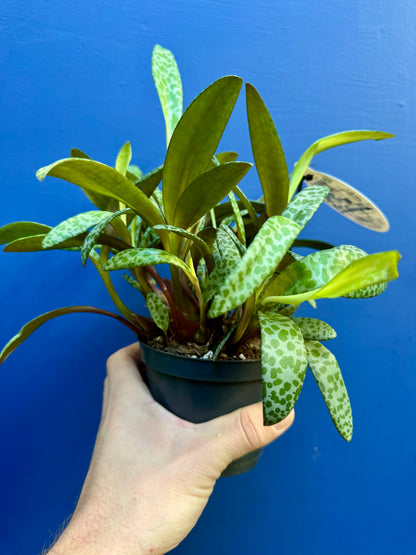 Ledebouria Socialis - Leopard Lily