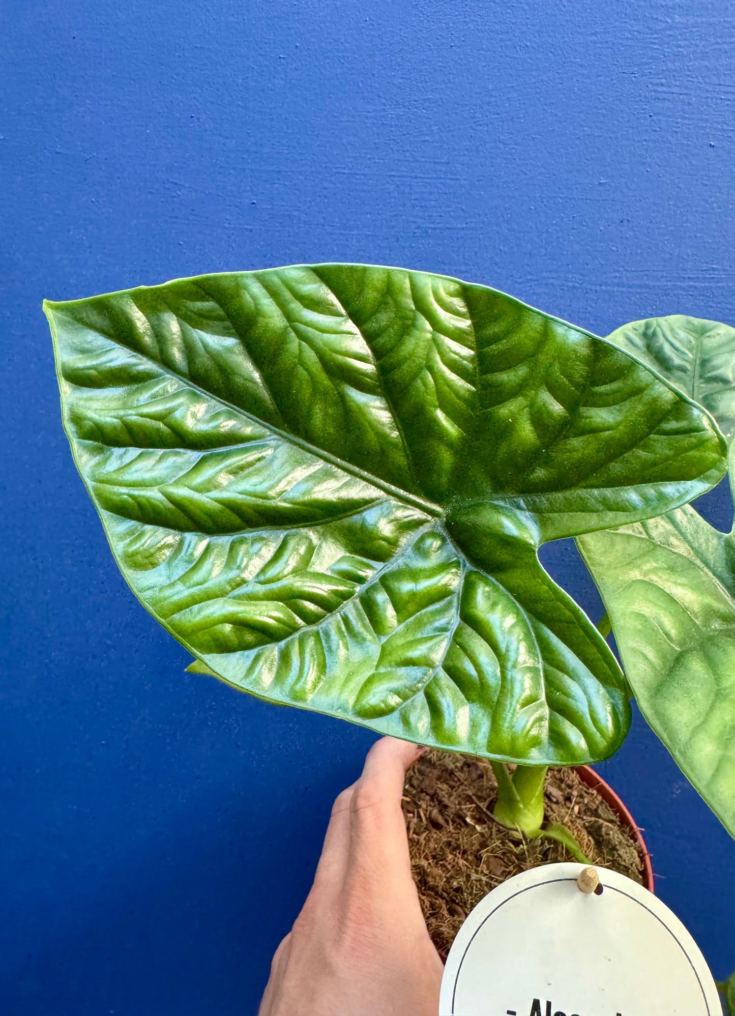 Alocasia Lukiwan
