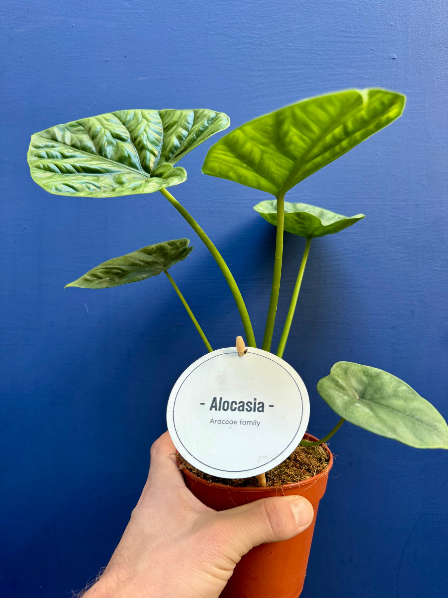 Alocasia Lukiwan
