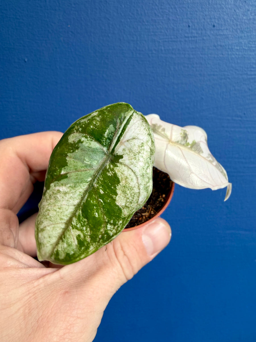 Alocasia Azlanii Albo Variegated