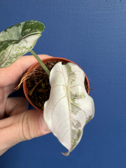 Alocasia Azlanii Albo Variegated