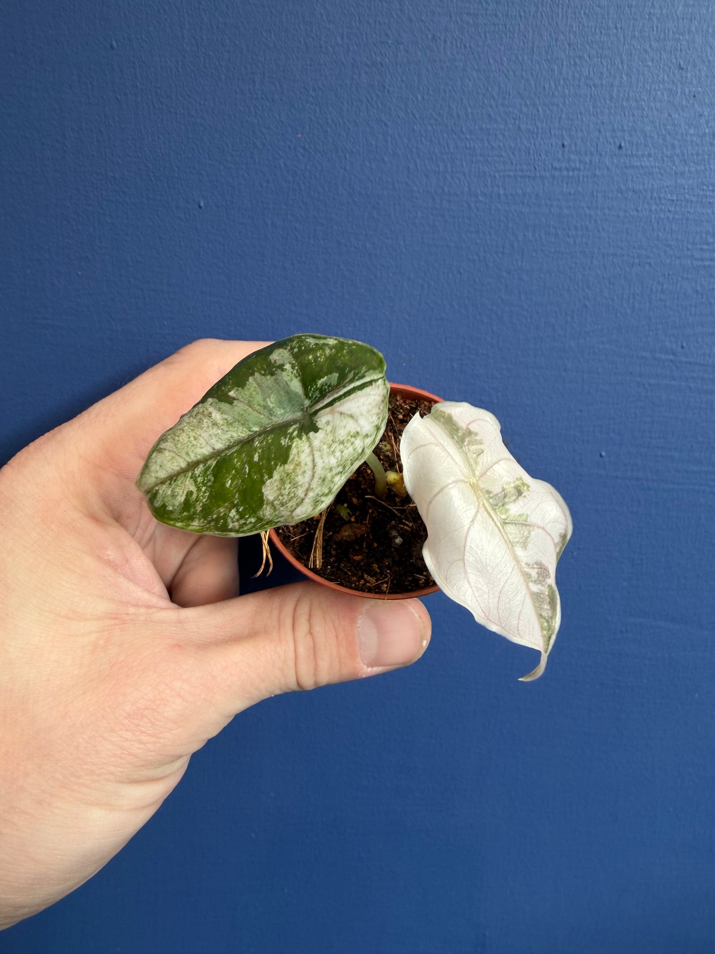 Alocasia Azlanii Albo Variegated