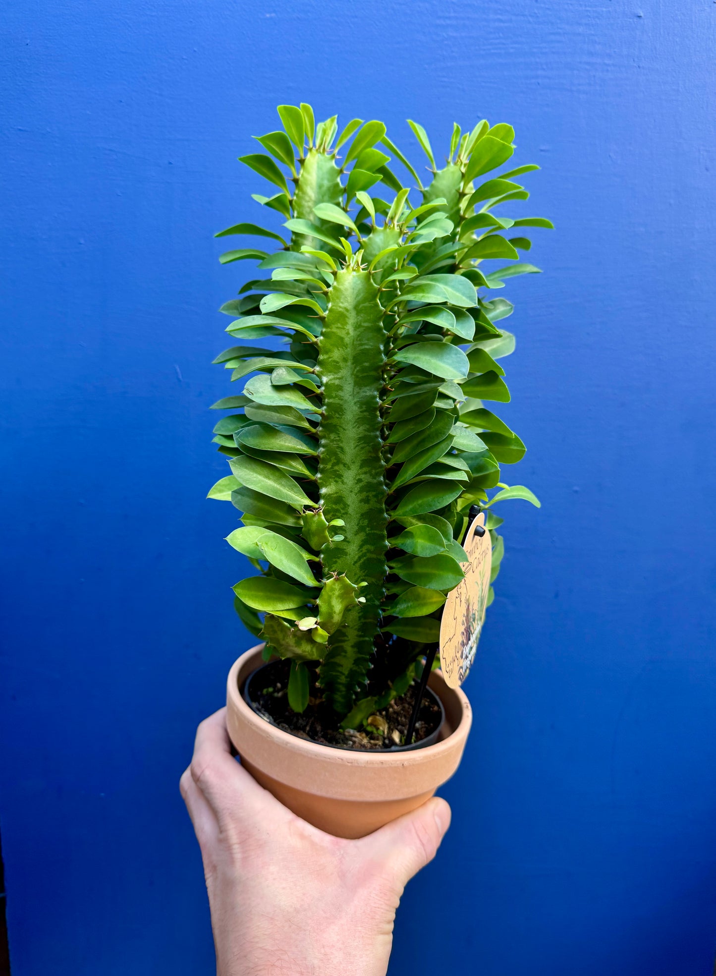 Euphorbia Trigona - African Milk Tree