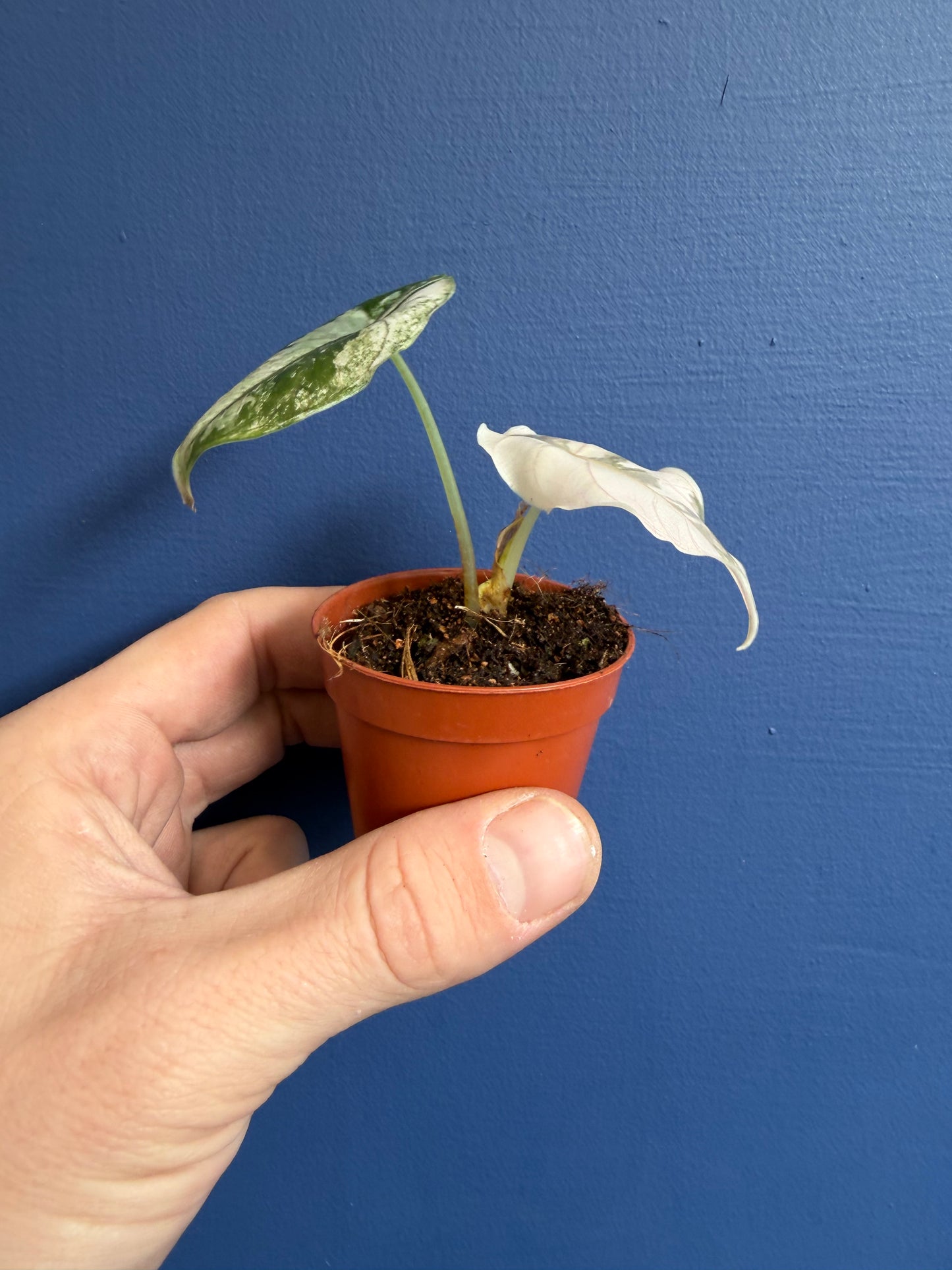 Alocasia Azlanii Albo Variegated