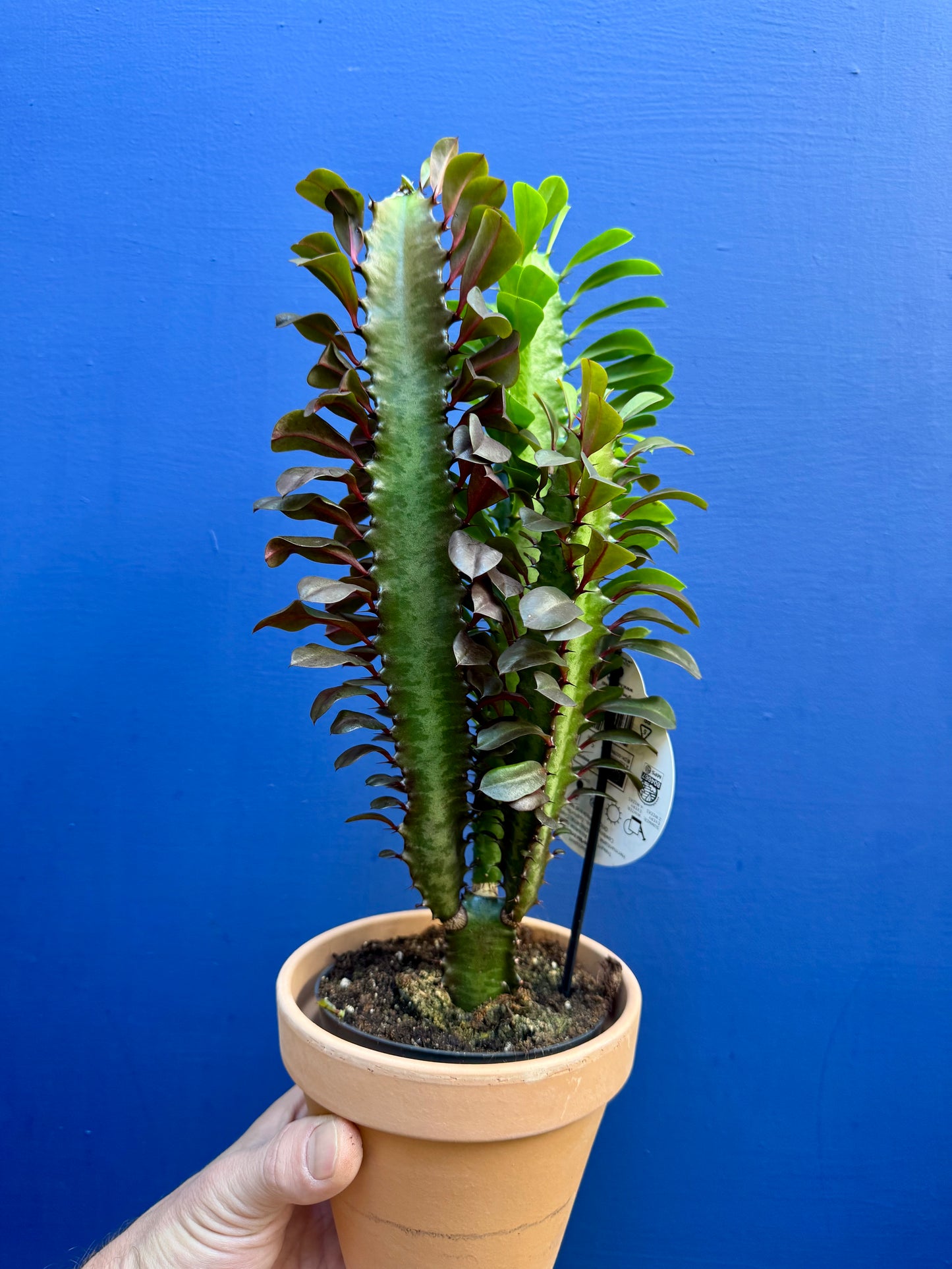 Euphorbia Trigona - African Milk Tree