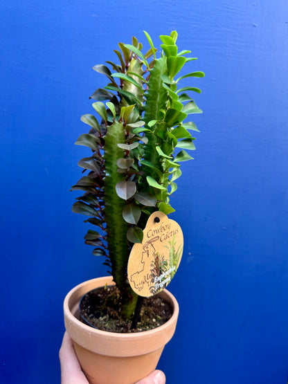 Euphorbia Trigona - African Milk Tree