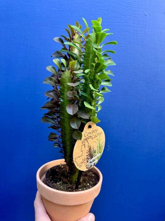 Euphorbia Trigona - African Milk Tree