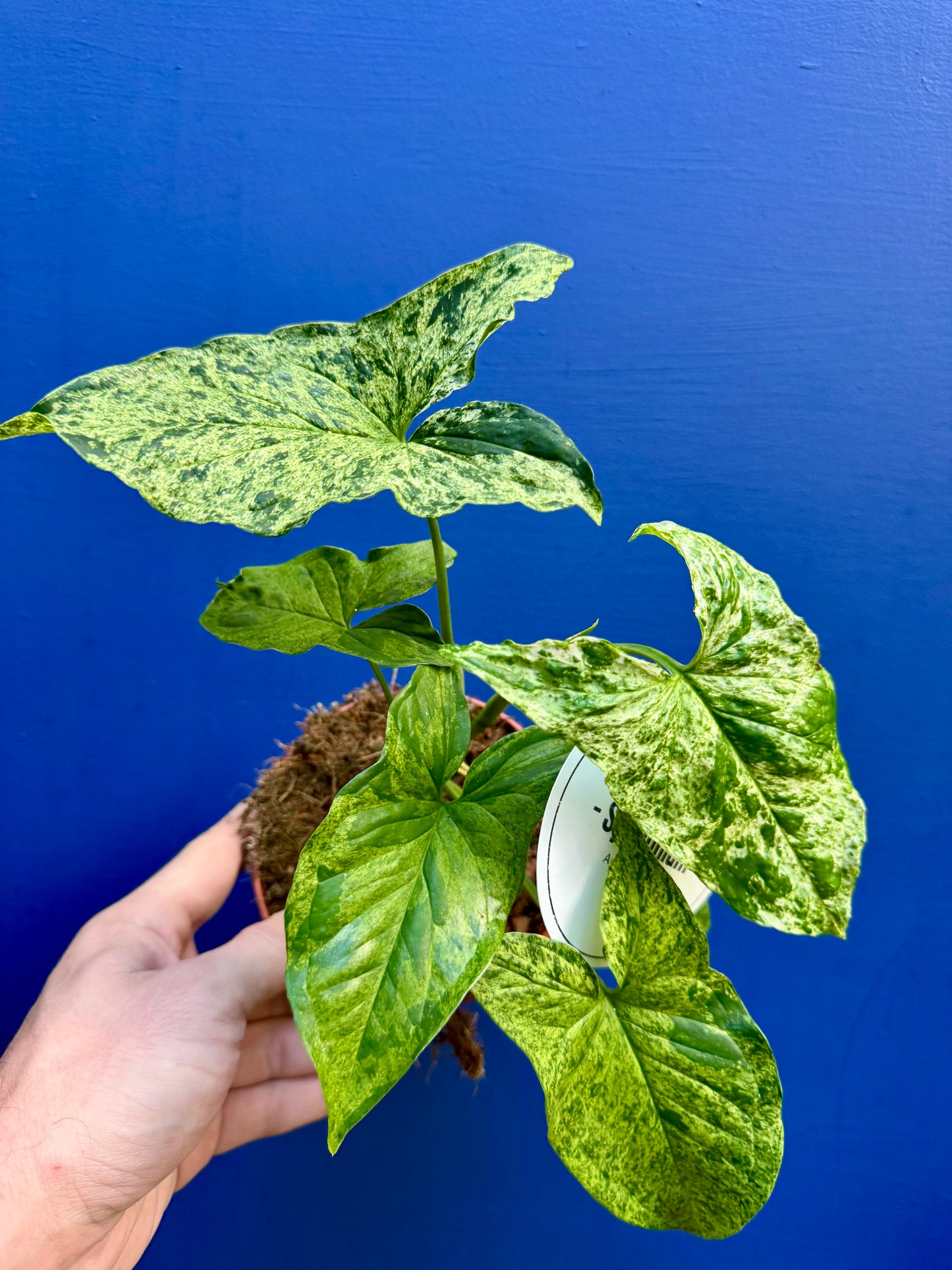 Syngonium 'Mojito' Mottled - Arrow Head Vine