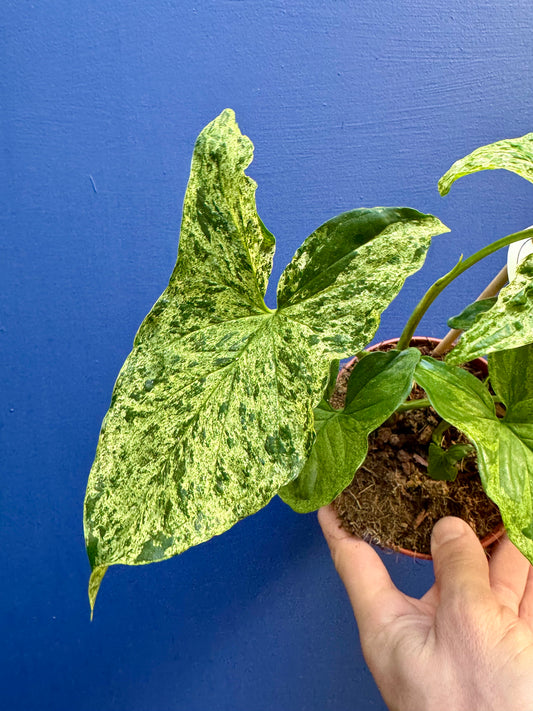 Syngonium Mottled - Arrow Head Vine