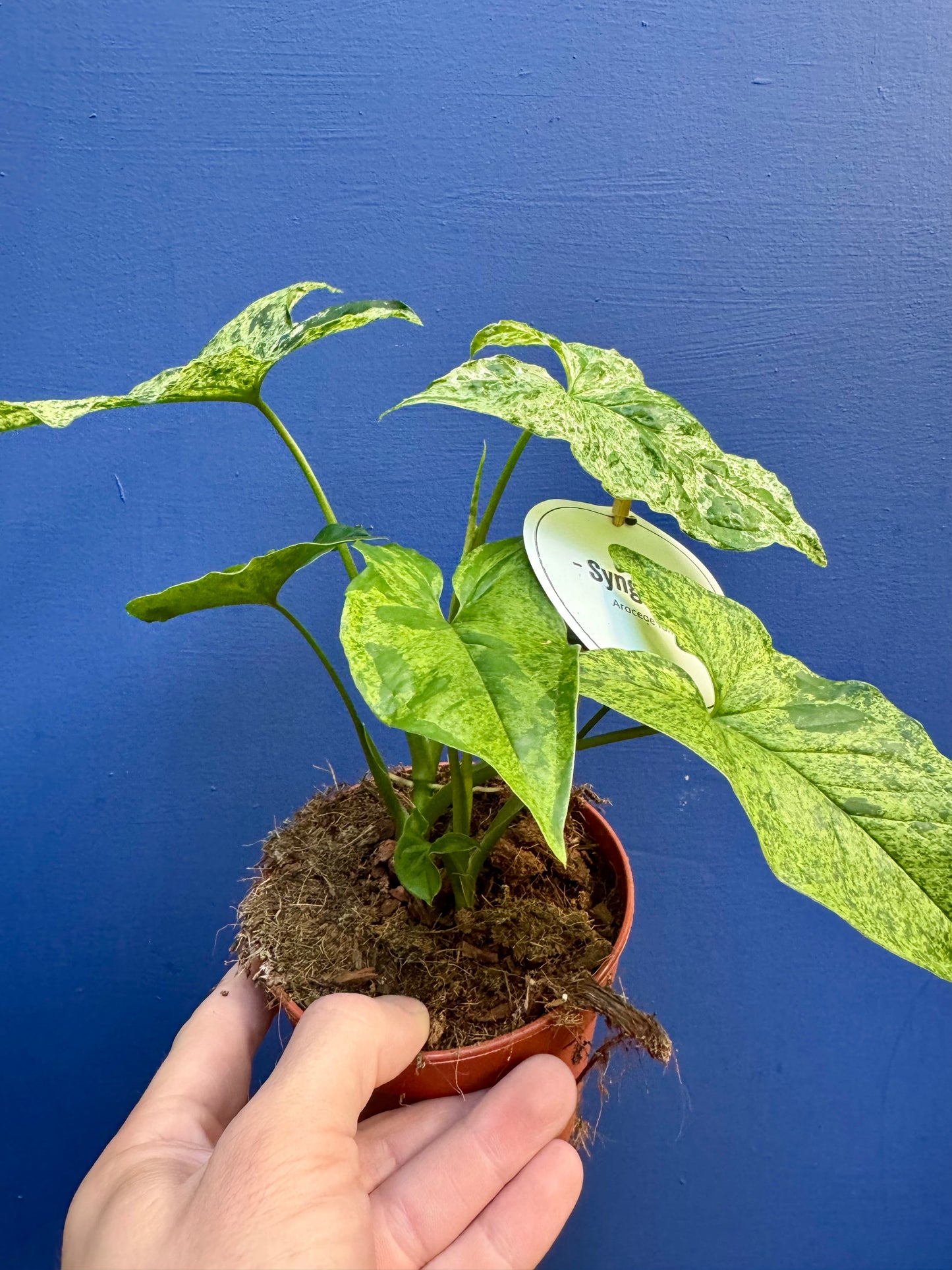 Syngonium Mottled - Arrow Head Vine