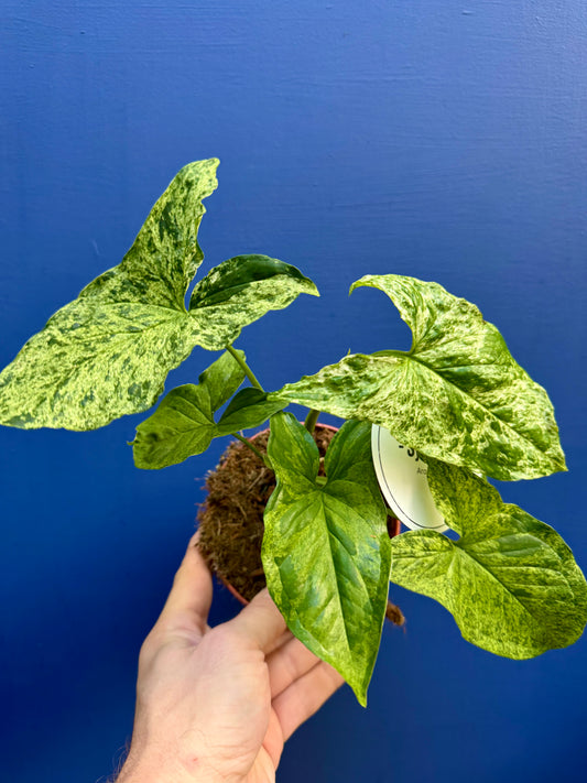 Syngonium Mottled - Arrow Head Vine
