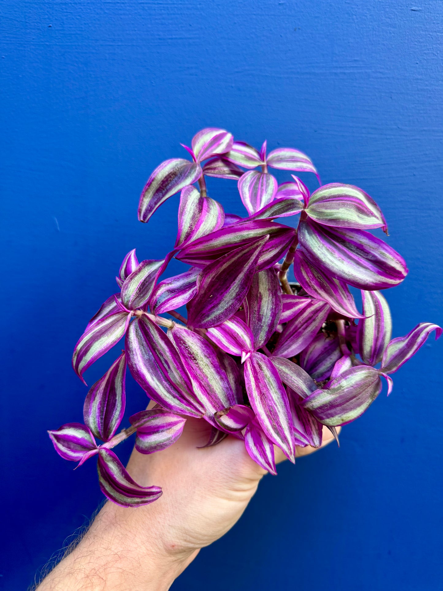 Tradescantia 'Pink Paradise' - Pink Inch Plant
