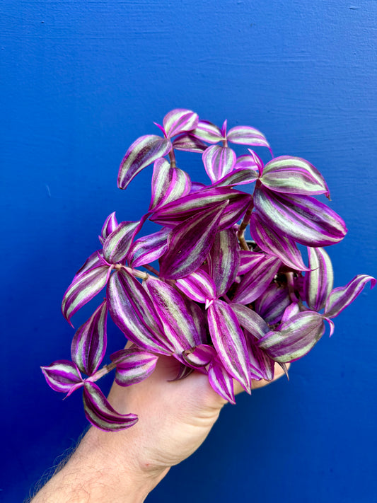 Tradescantia 'Pink Paradise' - Pink Inch Plant