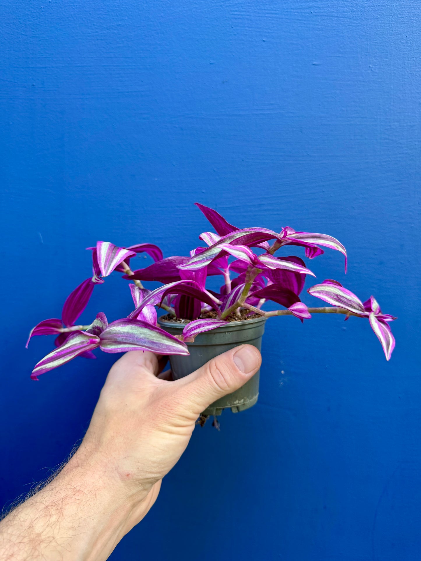 Tradescantia 'Pink Paradise' - Pink Inch Plant