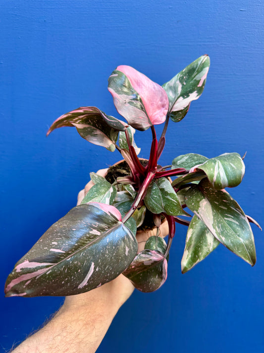 Philodendron Erubescens - Philodendron Pink Princess Marble