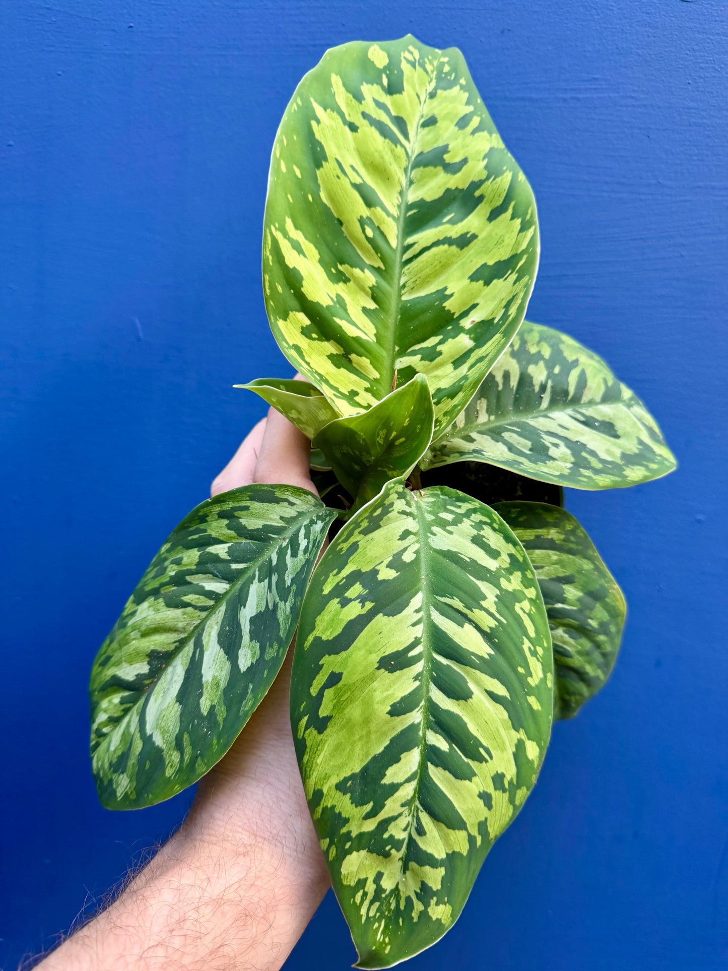 Homalomena / Adelonema Wallisii Camouflage