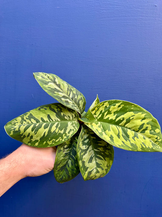 Homalomena / Adelonema Wallisii Camouflage