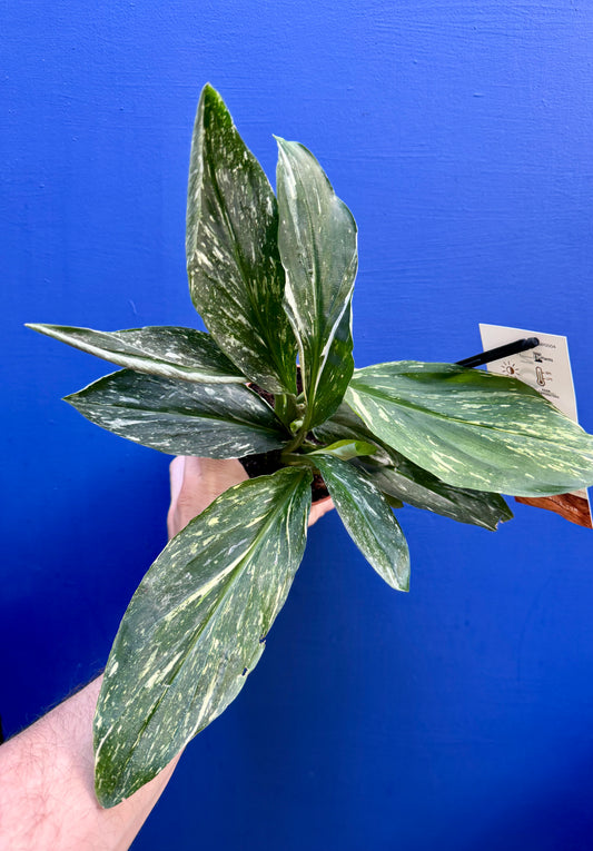 Kaempferia Pulchra 'Marble Variegata' - Marbled Peacock Ginger